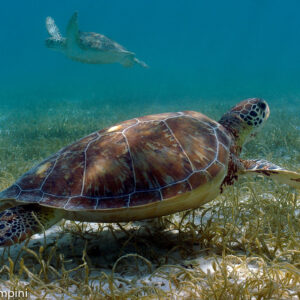 Tulum Turtle Express Tour